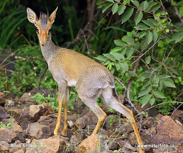 Dikdik Kirkov (Madoqua kirkii)