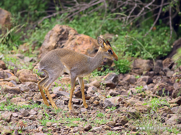 Dikdik Kirkov (Madoqua kirkii)