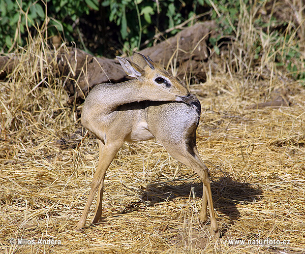 Dikdik Kirkov (Madoqua kirkii)