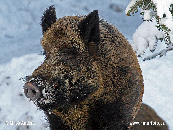 Diviak lesný (Sus scrofa)