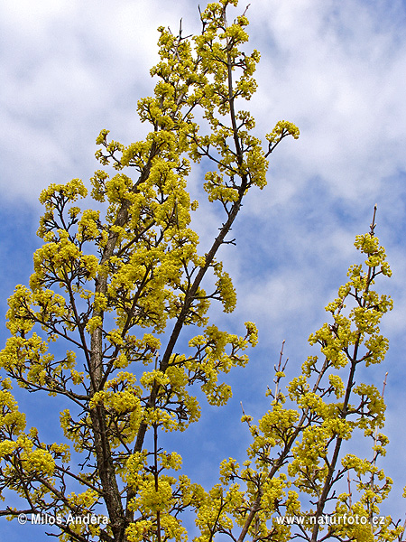 Drieň obyčajný (Cornus mas)