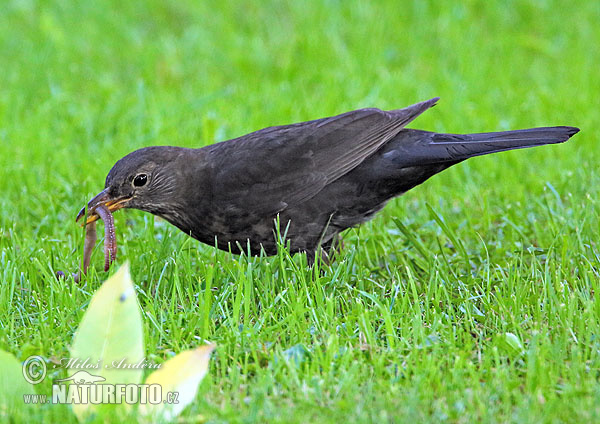 Drozd čierny (Turdus merula)