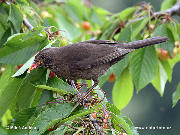 Drozd čierny (Turdus merula)