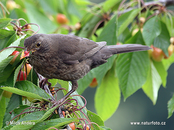 Drozd čierny (Turdus merula)