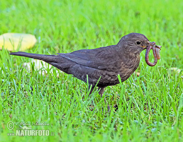 Drozd čierny (Turdus merula)