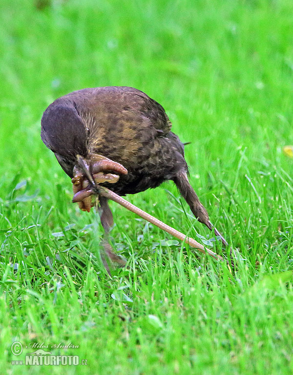 Drozd čierny (Turdus merula)