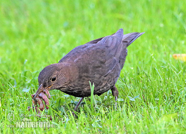 Drozd čierny (Turdus merula)