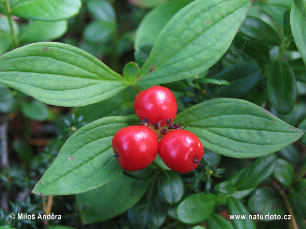 Fínsko (Cornus suecica)