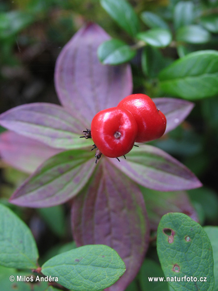 Fínsko (Cornus suecica)