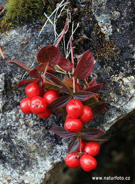 Fínsko (Cornus suecica)