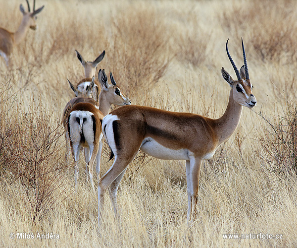 Gazela Grantova (Gazella granti)