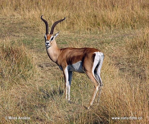 Gazela Grantova (Gazella granti)