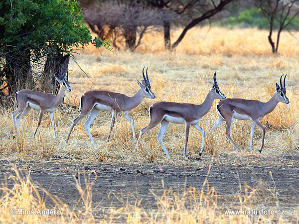 Gazela Grantova (Gazella granti)