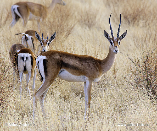 Gazela Grantova (Gazella granti)