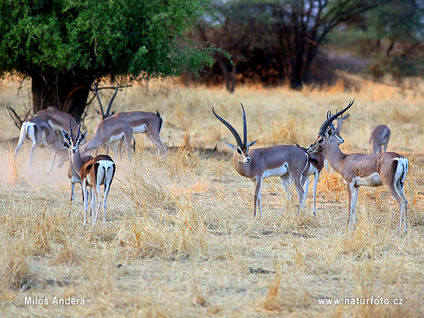 Gazela Grantova (Gazella granti)