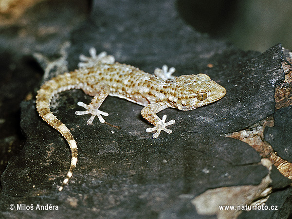 Gekon múrový (Tarentola mauritanica)