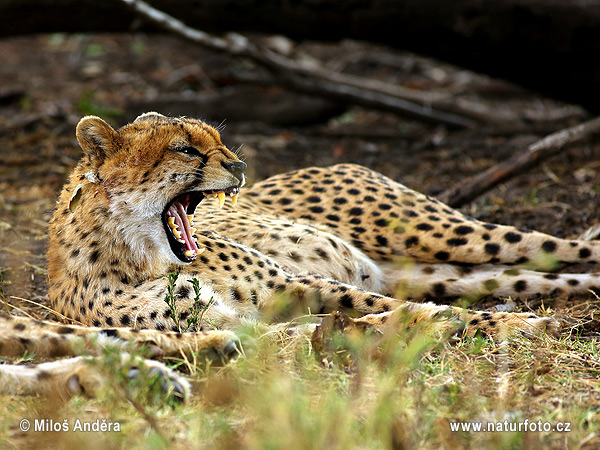 Gepard (Acinonyx jubatus)