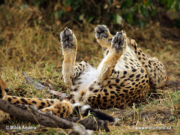 Gepard (Acinonyx jubatus)