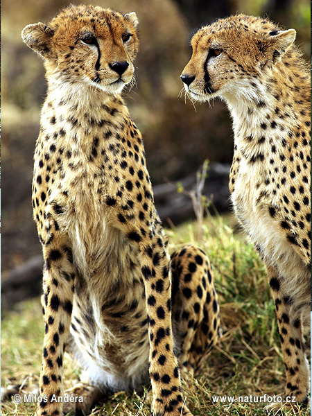 Gepard (Acinonyx jubatus)