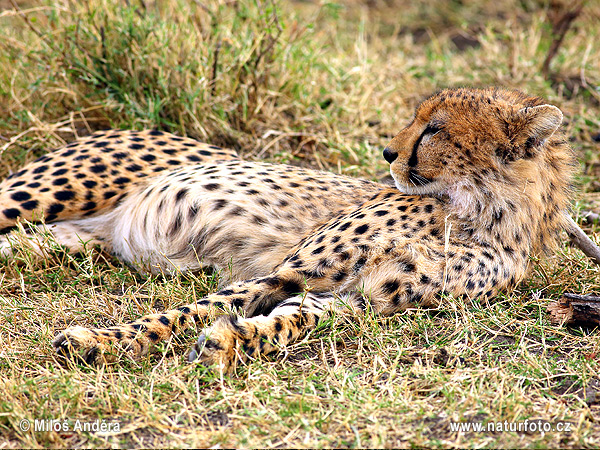 Gepard (Acinonyx jubatus)