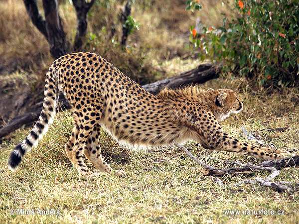 Gepard (Acinonyx jubatus)