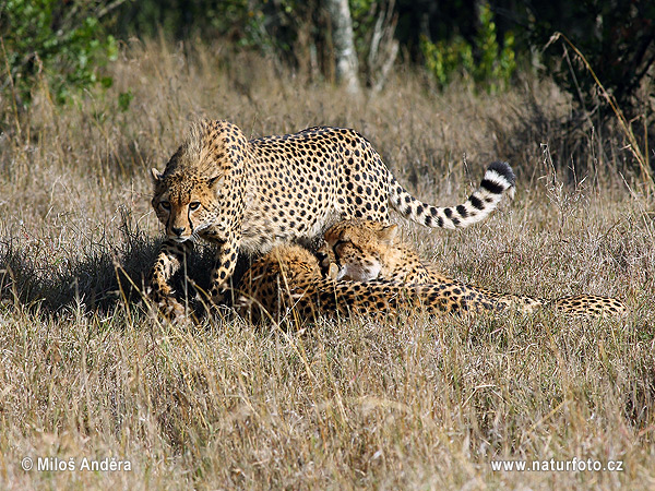 Gepard (Acinonyx jubatus)