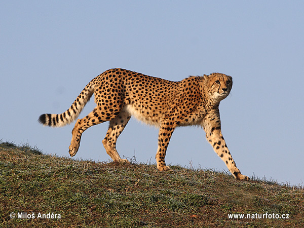 Gepard (Acinonyx jubatus)