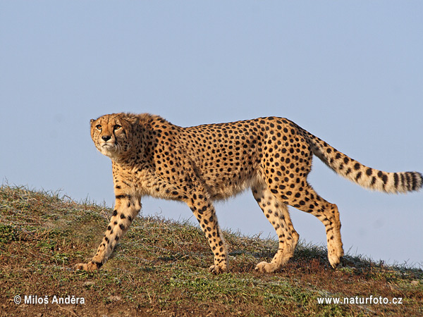 Gepard (Acinonyx jubatus)