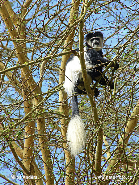 Gueréza pláštiková (Colobus guereza)