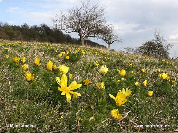 Hlaváčik jarný (Adonis vernalis)