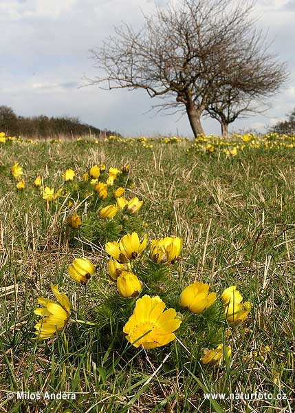 Hlaváčik jarný (Adonis vernalis)