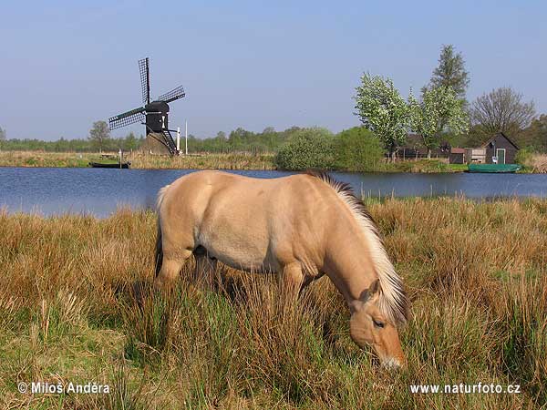 Holandsko (NL)