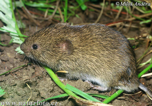 Hraboš močiarný (Microtus agrestis)