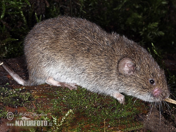 Hraboš močiarný (Microtus agrestis)