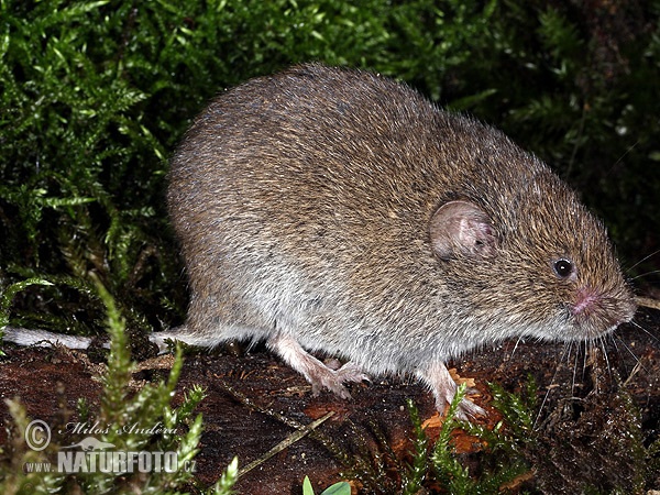 Hraboš močiarný (Microtus agrestis)