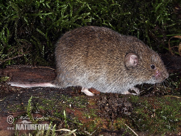 Hraboš močiarný (Microtus agrestis)