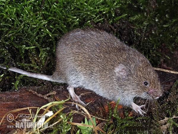 Hraboš močiarný (Microtus agrestis)