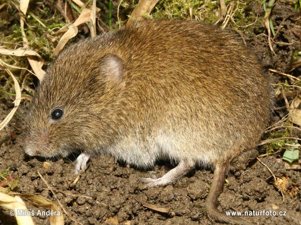 Hraboš močiarný (Microtus agrestis)