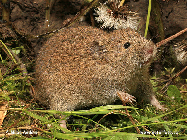 Hraboš poľný (Microtus arvalis)