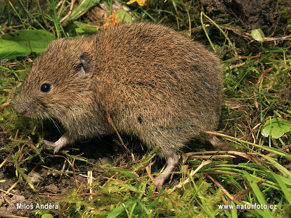 Hraboš poľný (Microtus arvalis)