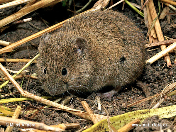 Hraboš poľný (Microtus arvalis)