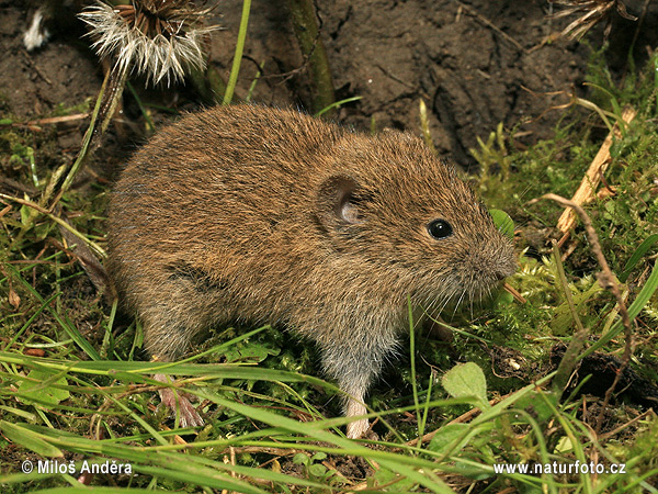 Hraboš poľný (Microtus arvalis)