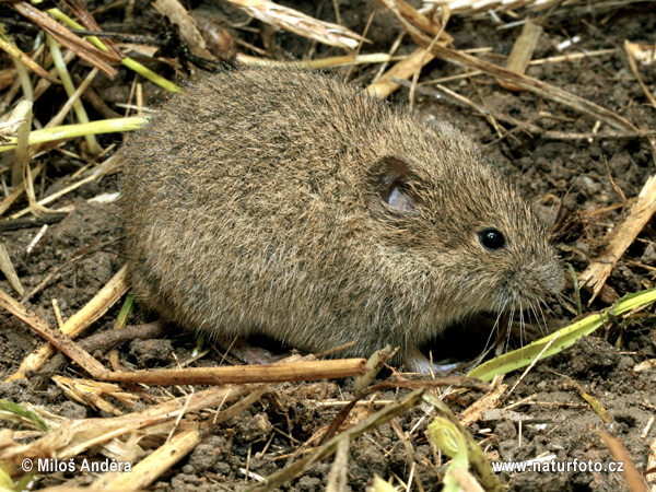 Hraboš poľný (Microtus arvalis)