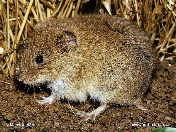 Hraboš poľný (Microtus arvalis)