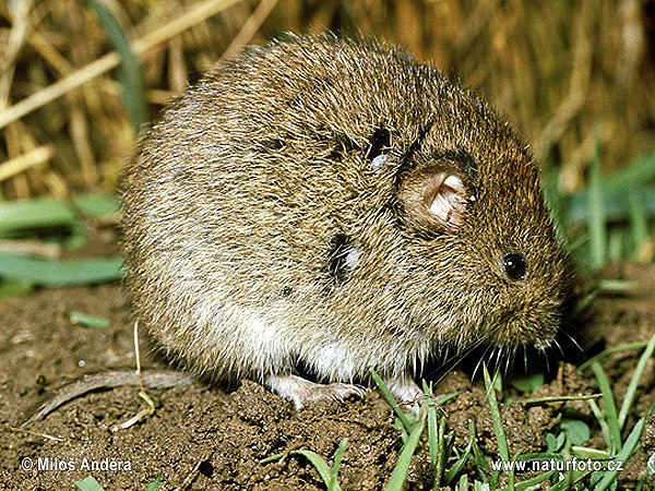 Hraboš poľný (Microtus arvalis)