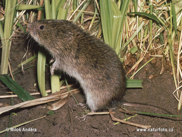 Hraboš severský (Microtus oeconomus)