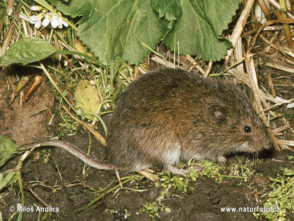 Hraboš severský (Microtus oeconomus)