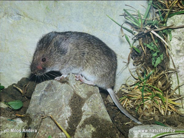 Hraboš snežný (Chionomys nivalis)