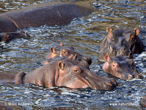 Hroch obojživelný (Hippopotamus amphibius)