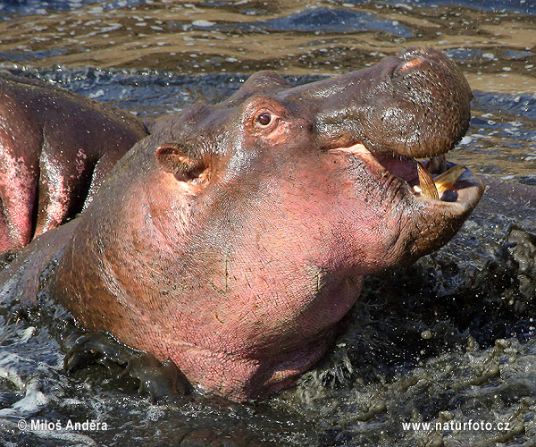 Hroch obojživelný (Hippopotamus amphibius)